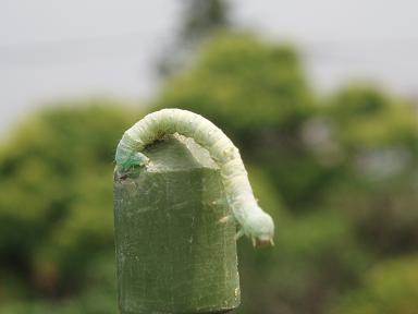 シャクトリムシは蛾の幼虫 お気楽ベランダガーデニングのすすめ